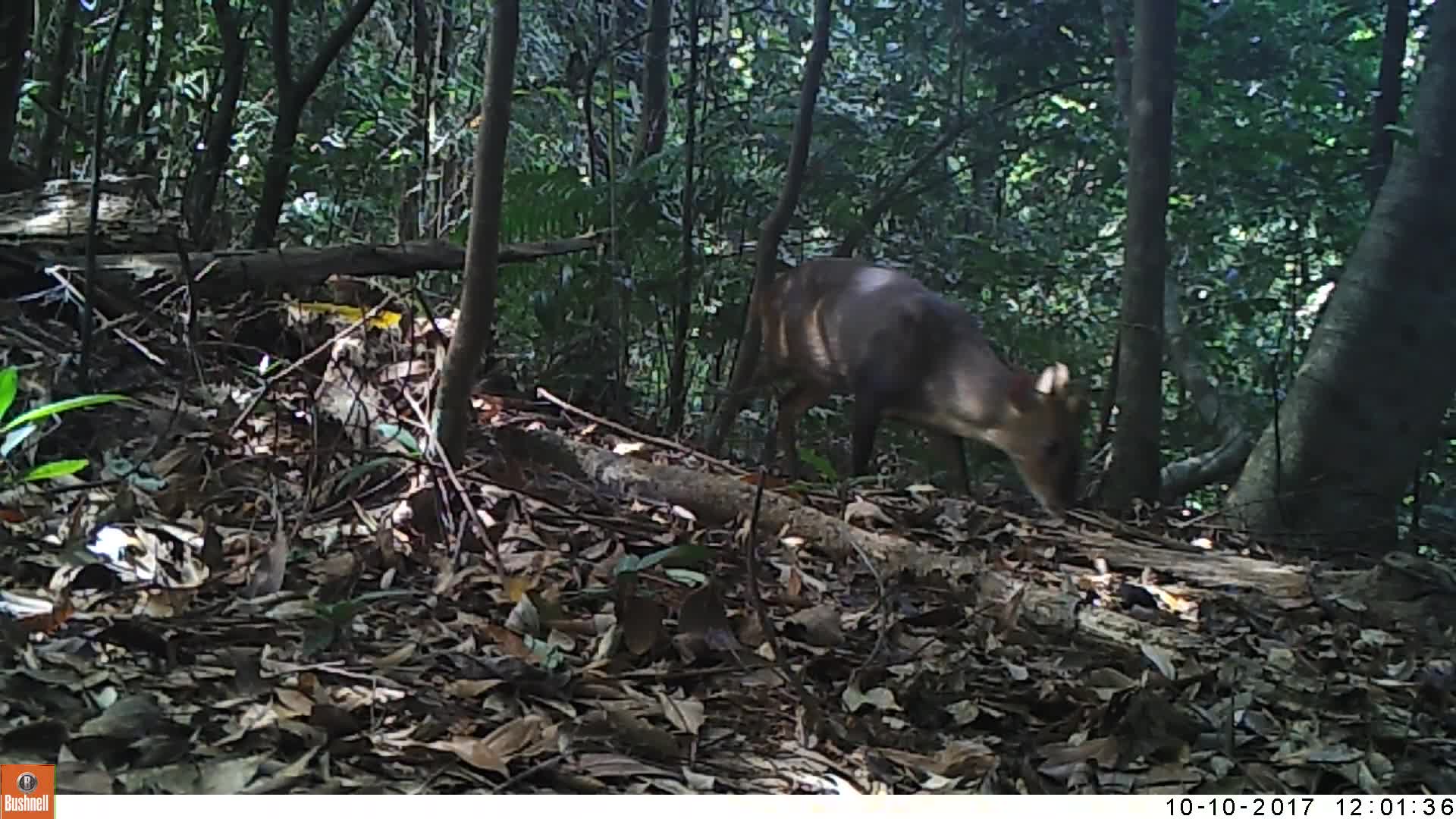 覓食