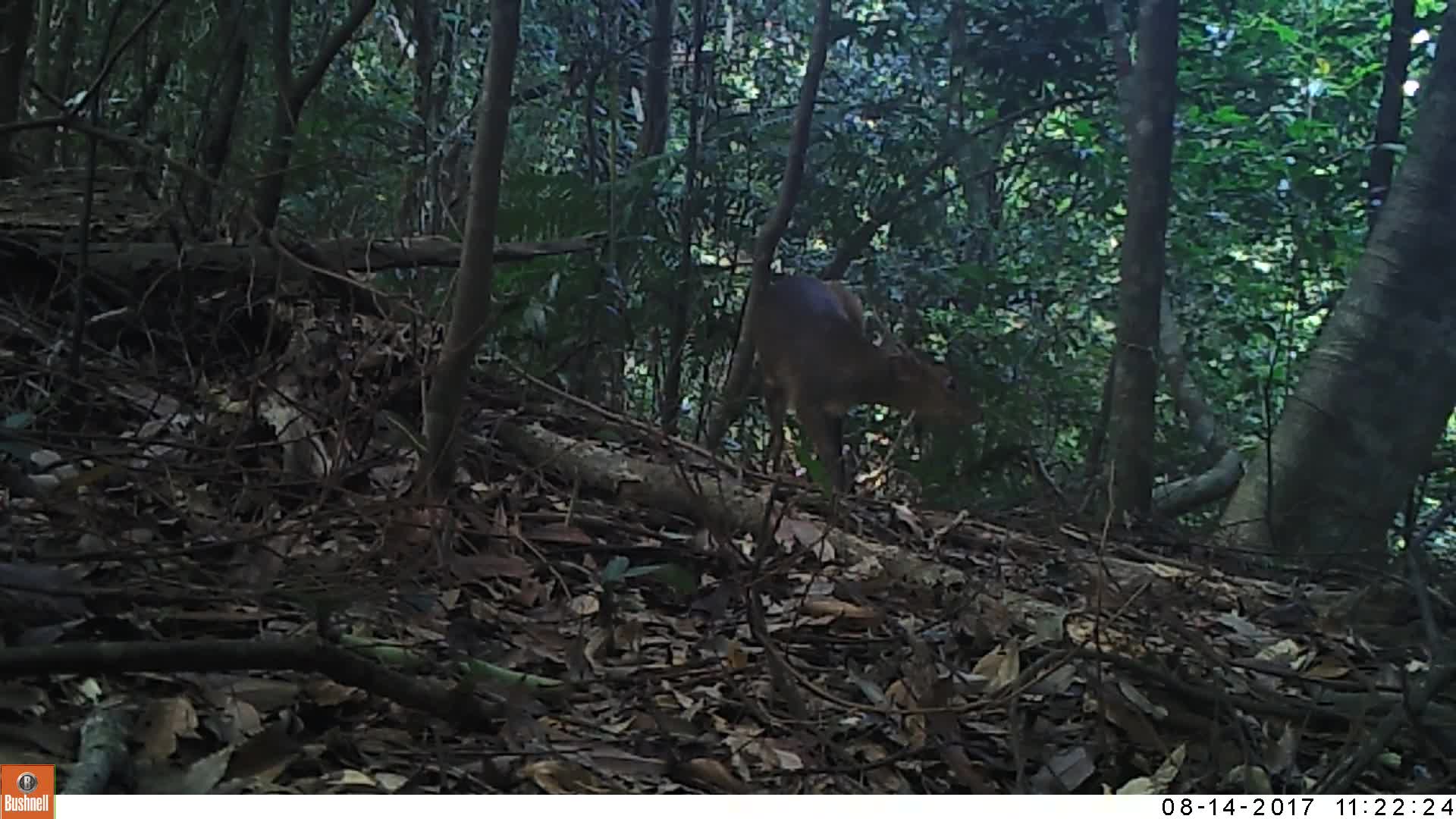 覓食