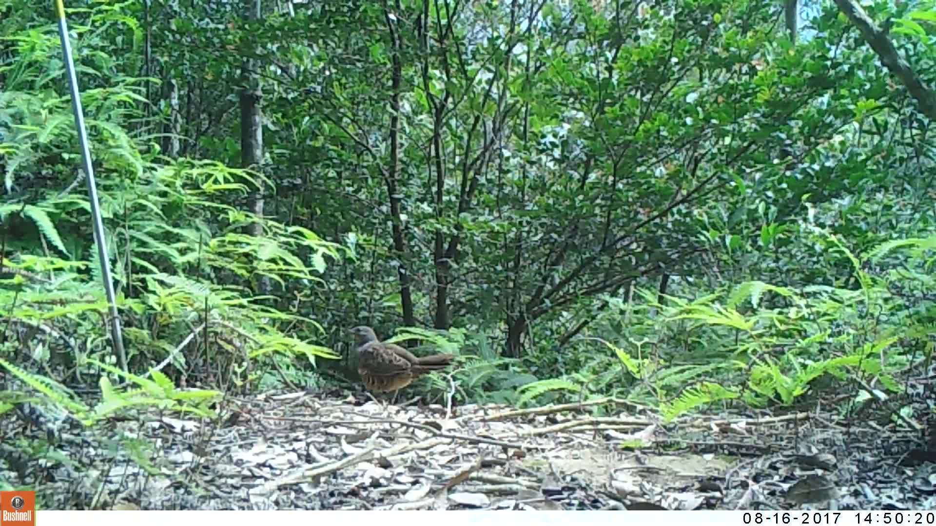 覓食