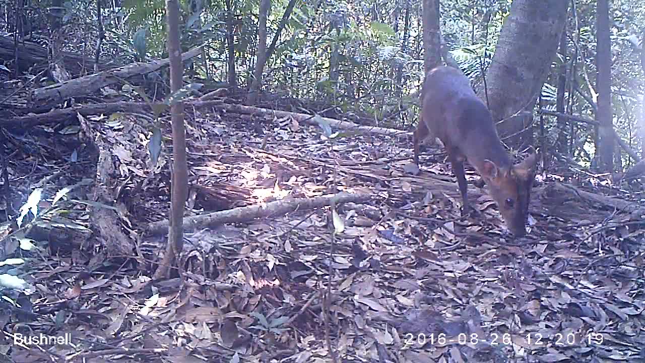 覓食