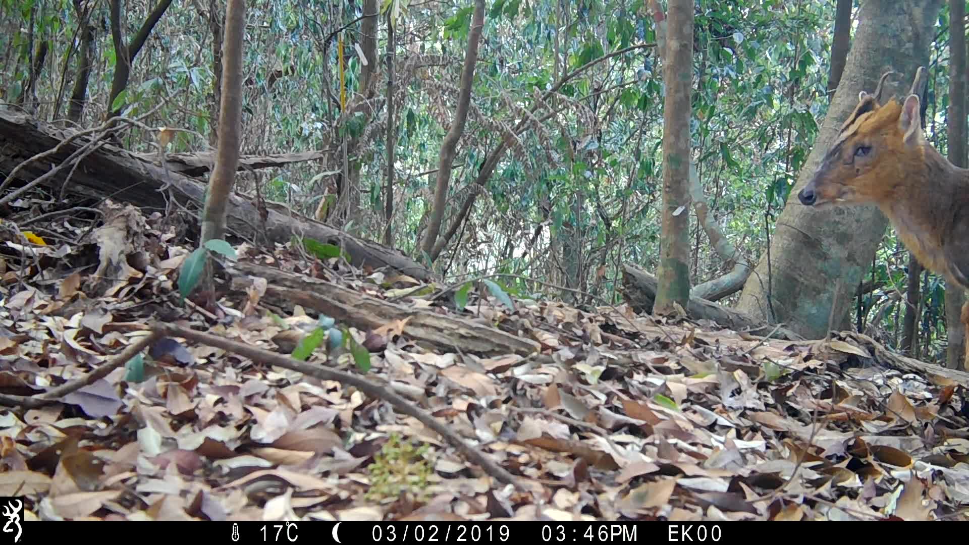 覓食