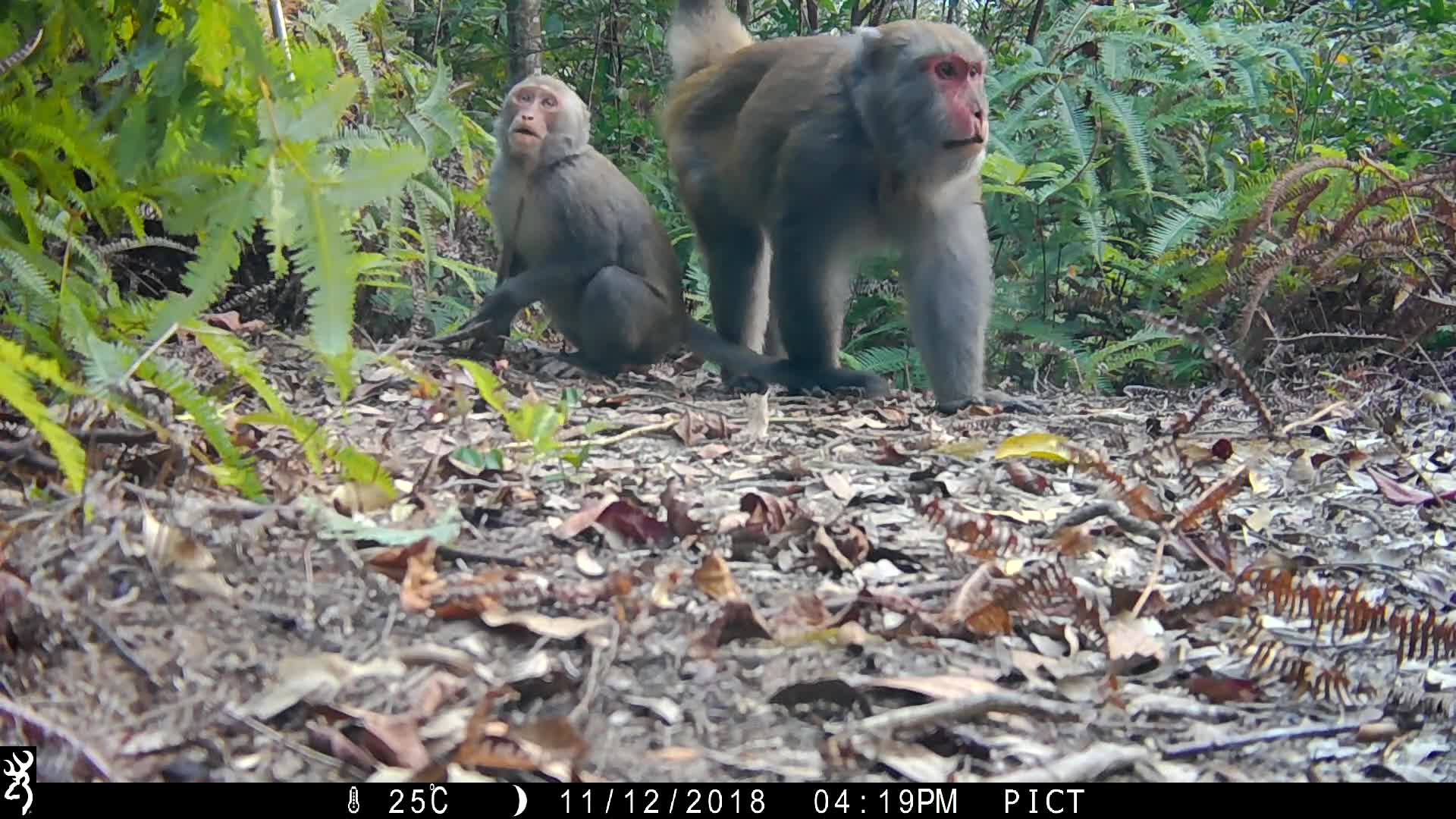 覓食