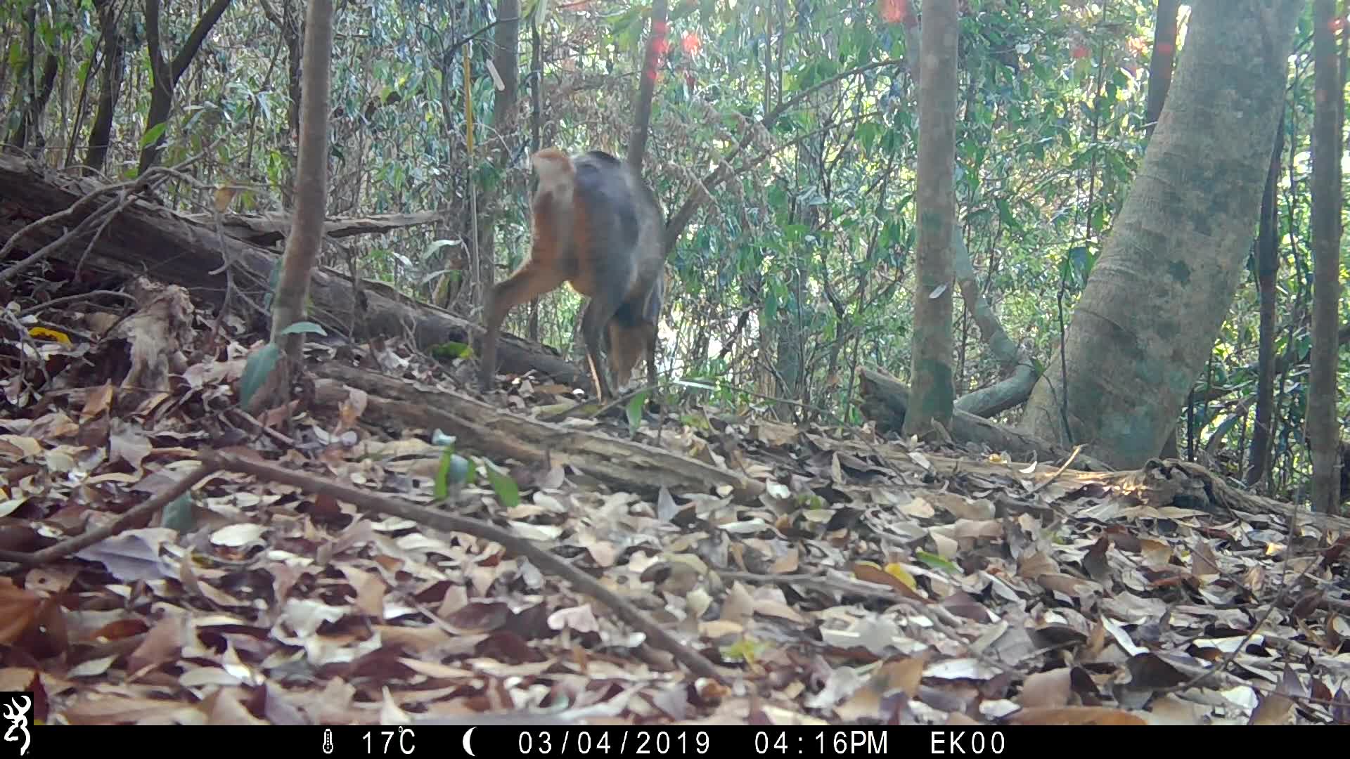 覓食