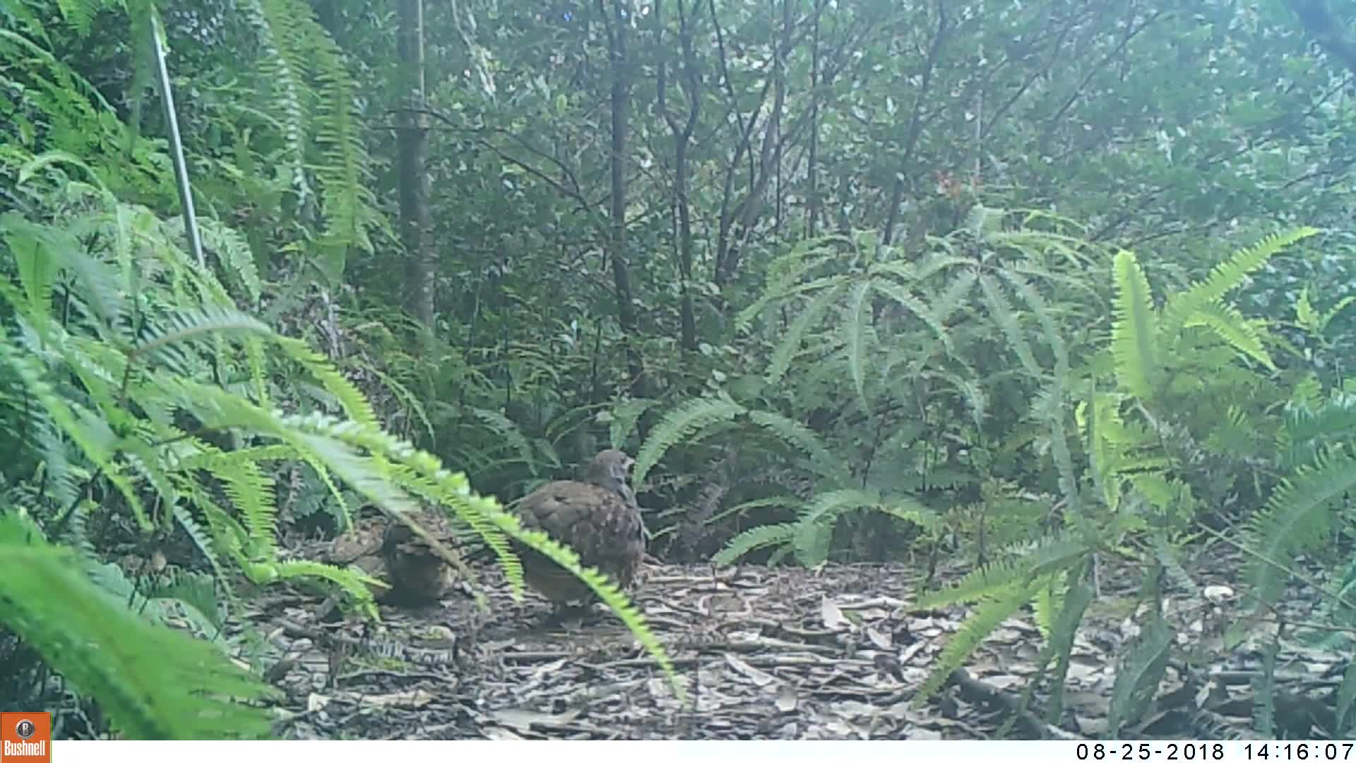 覓食