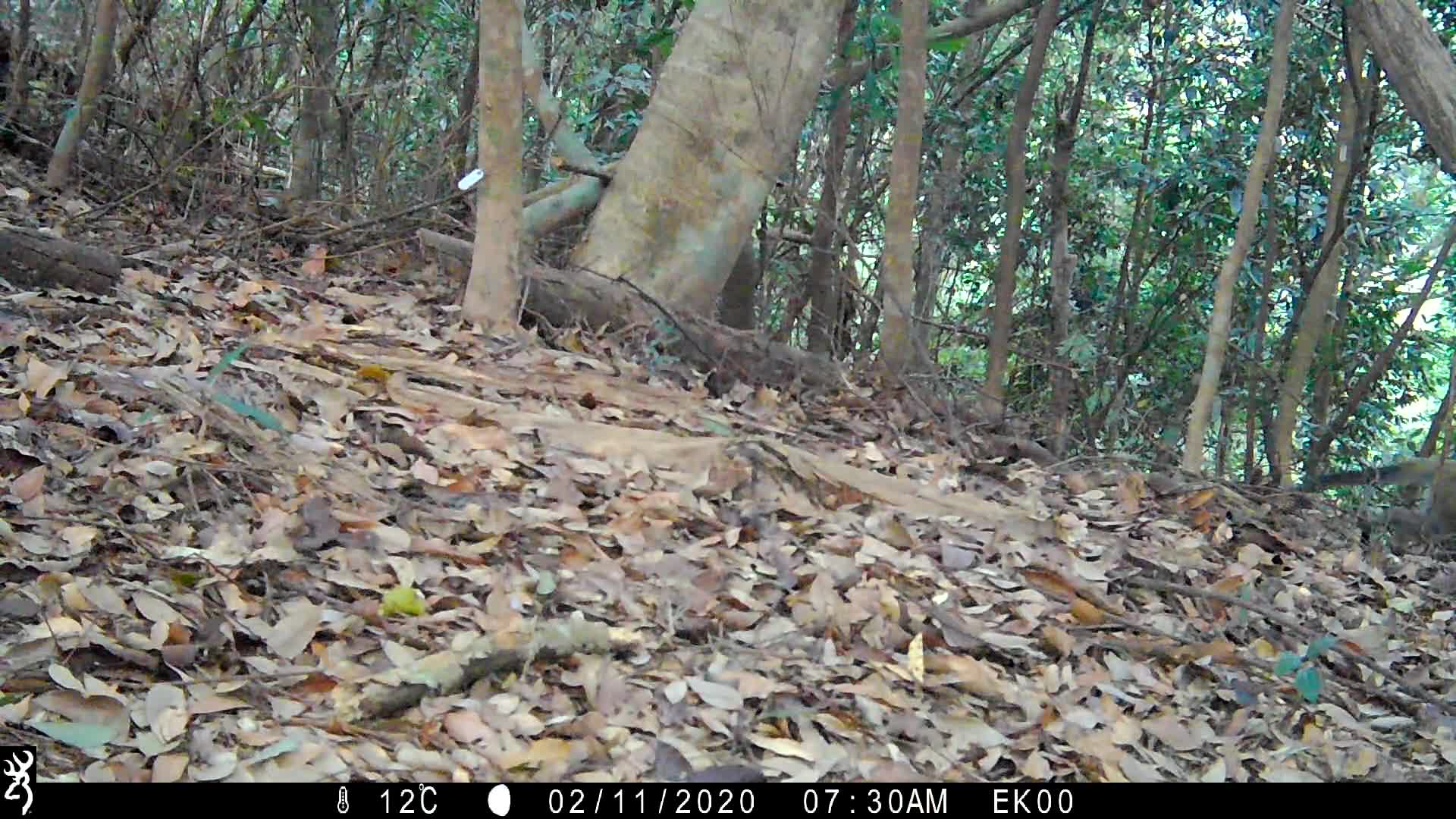 覓食