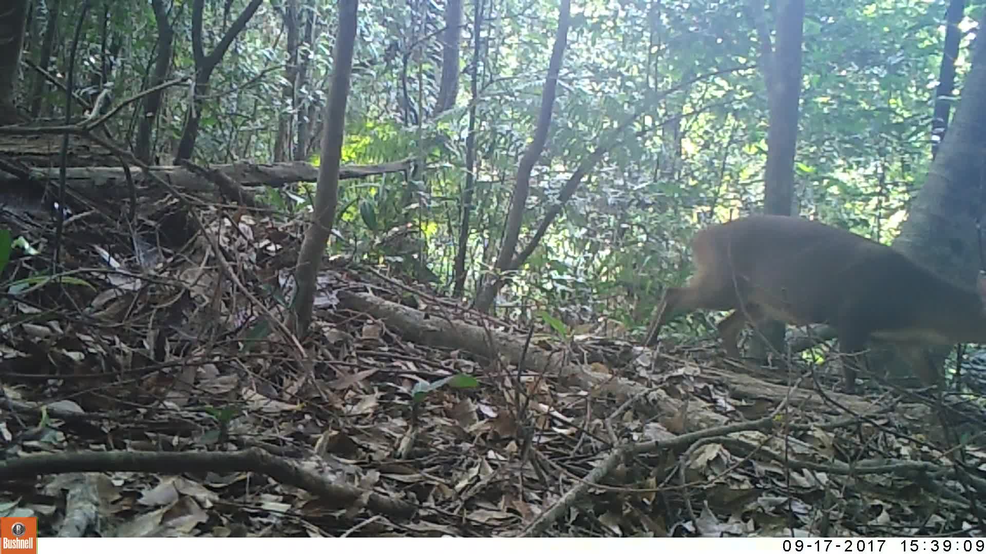 覓食