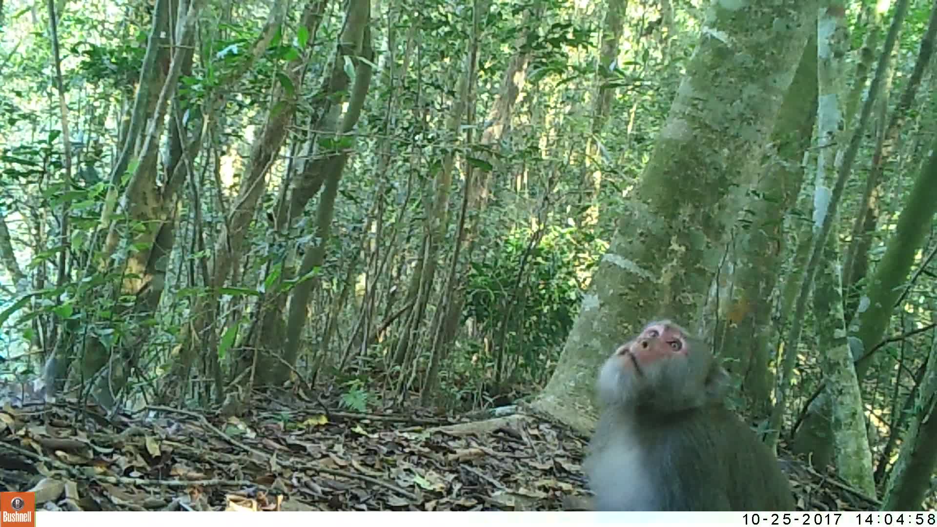 覓食