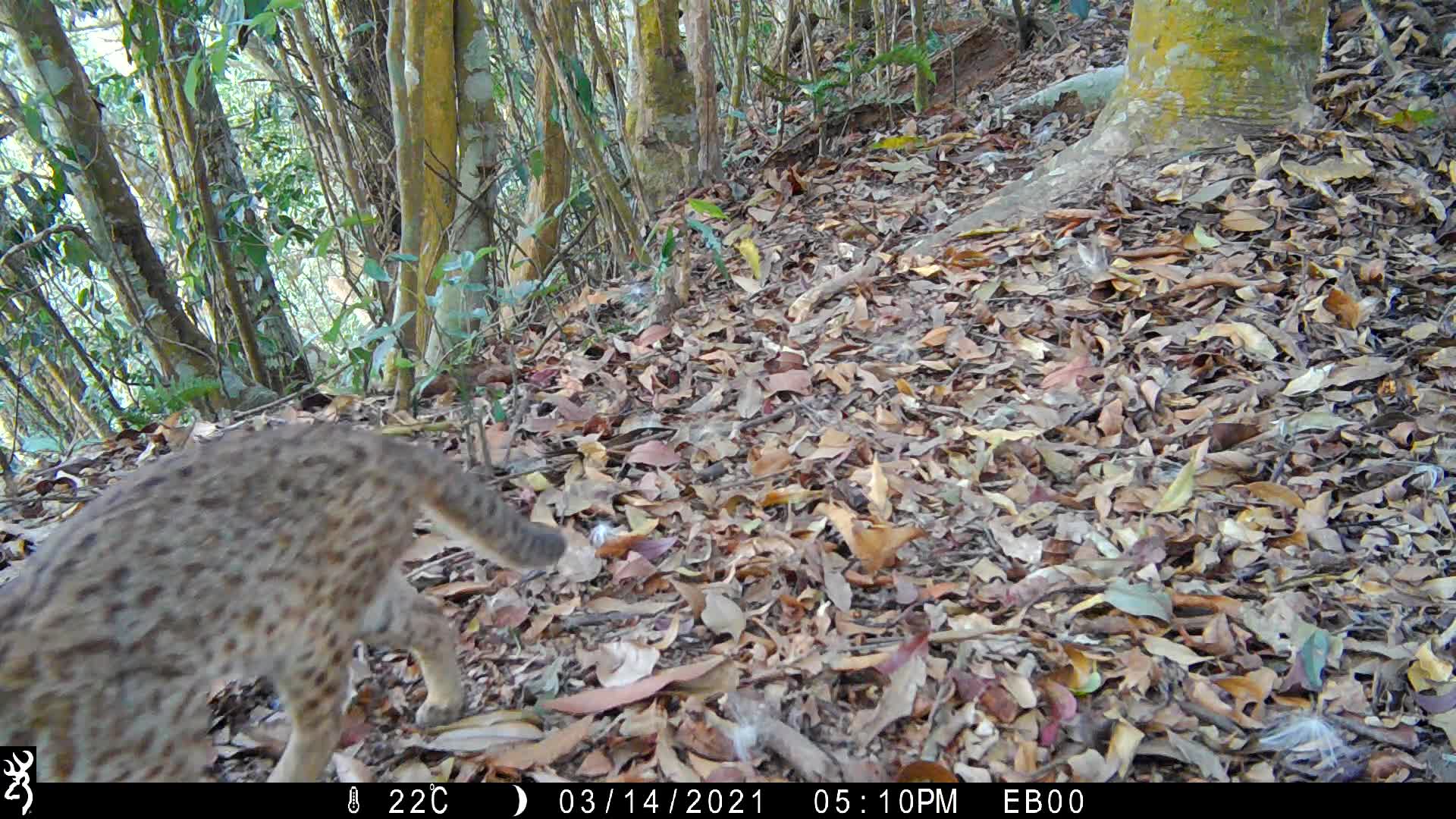 覓食