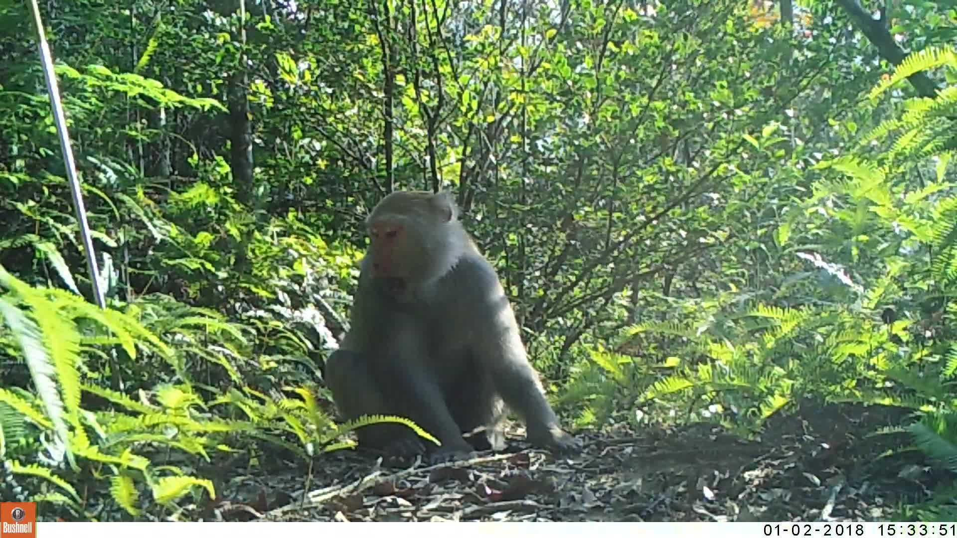 覓食