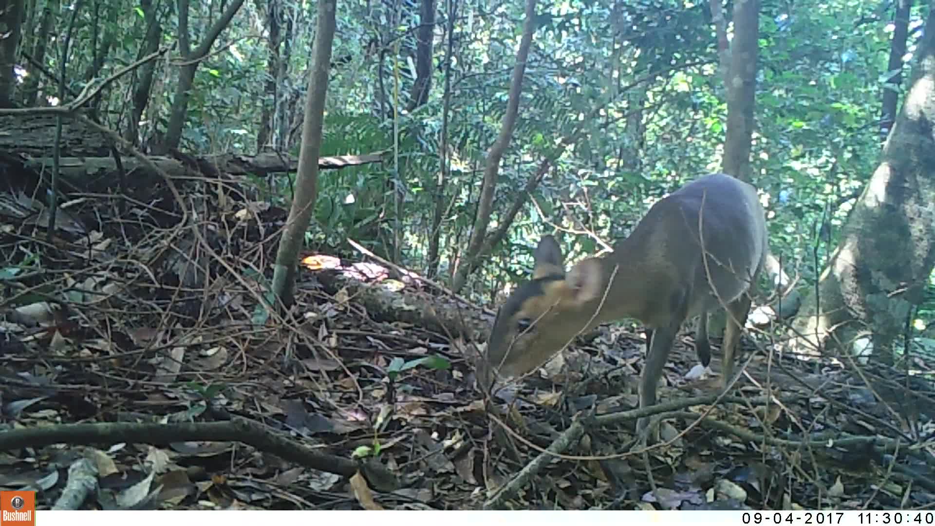 覓食