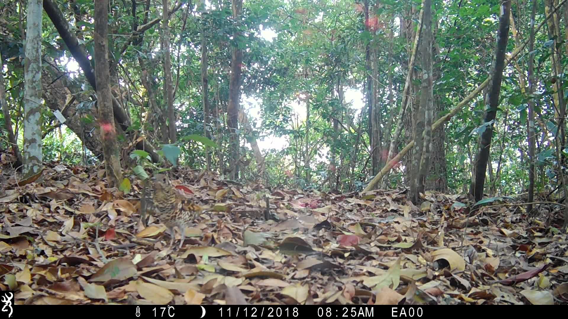 覓食