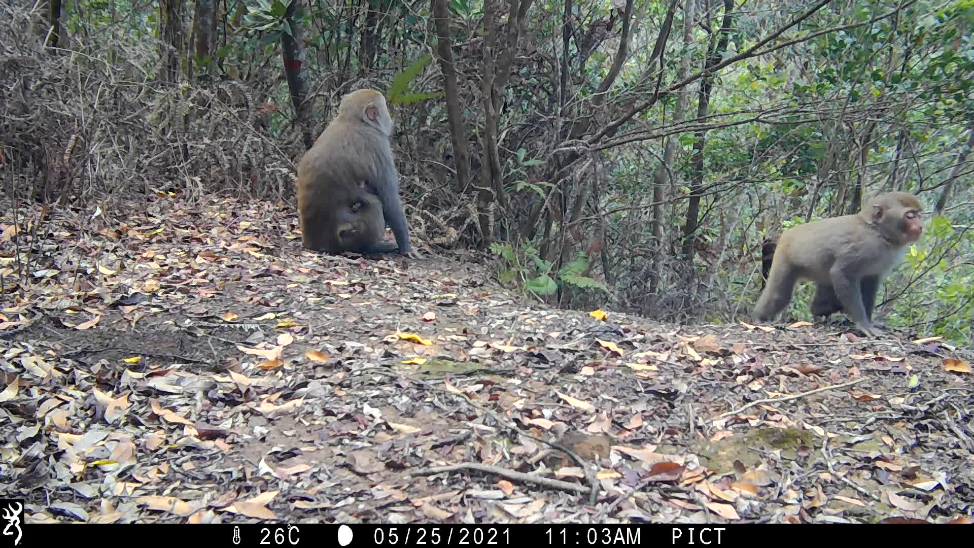 覓食