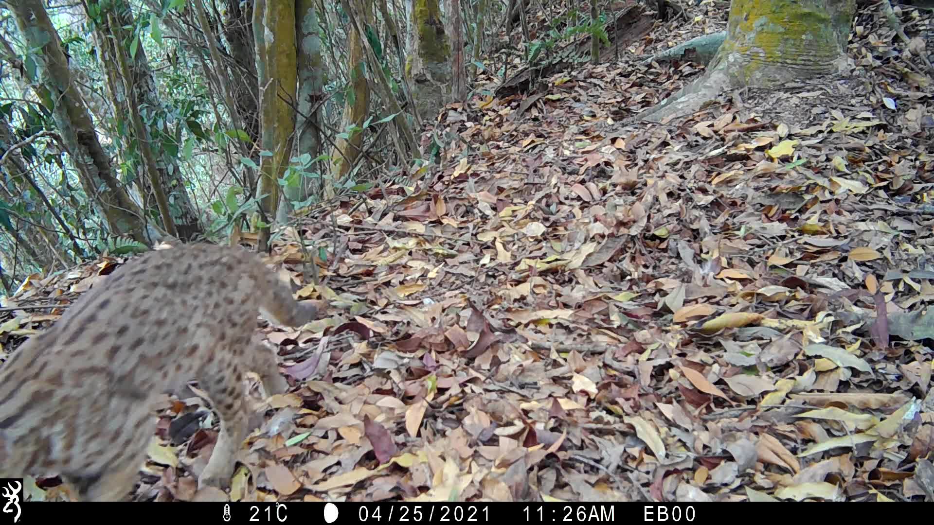 覓食