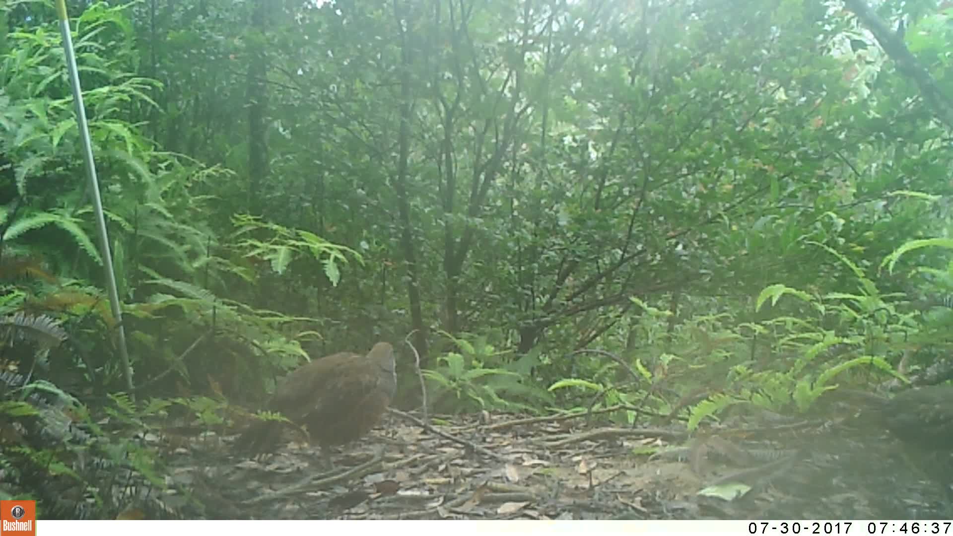 覓食