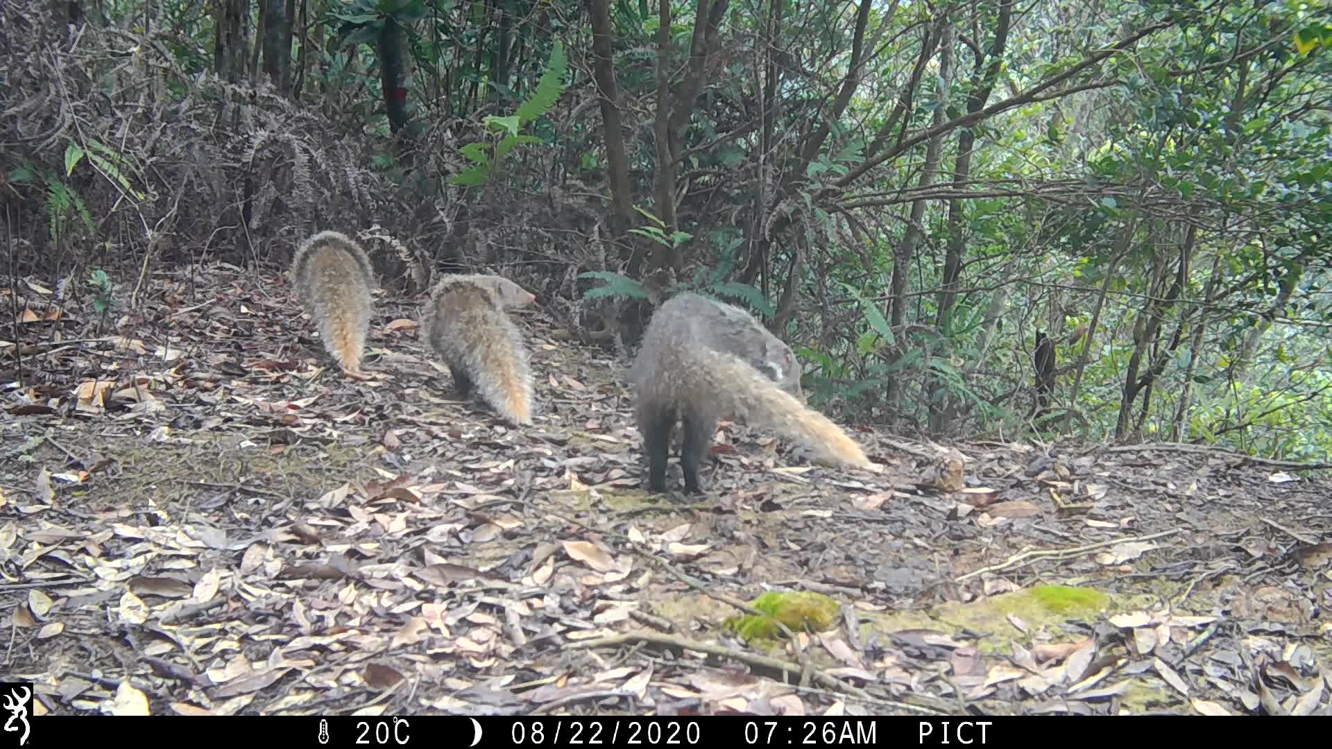 覓食