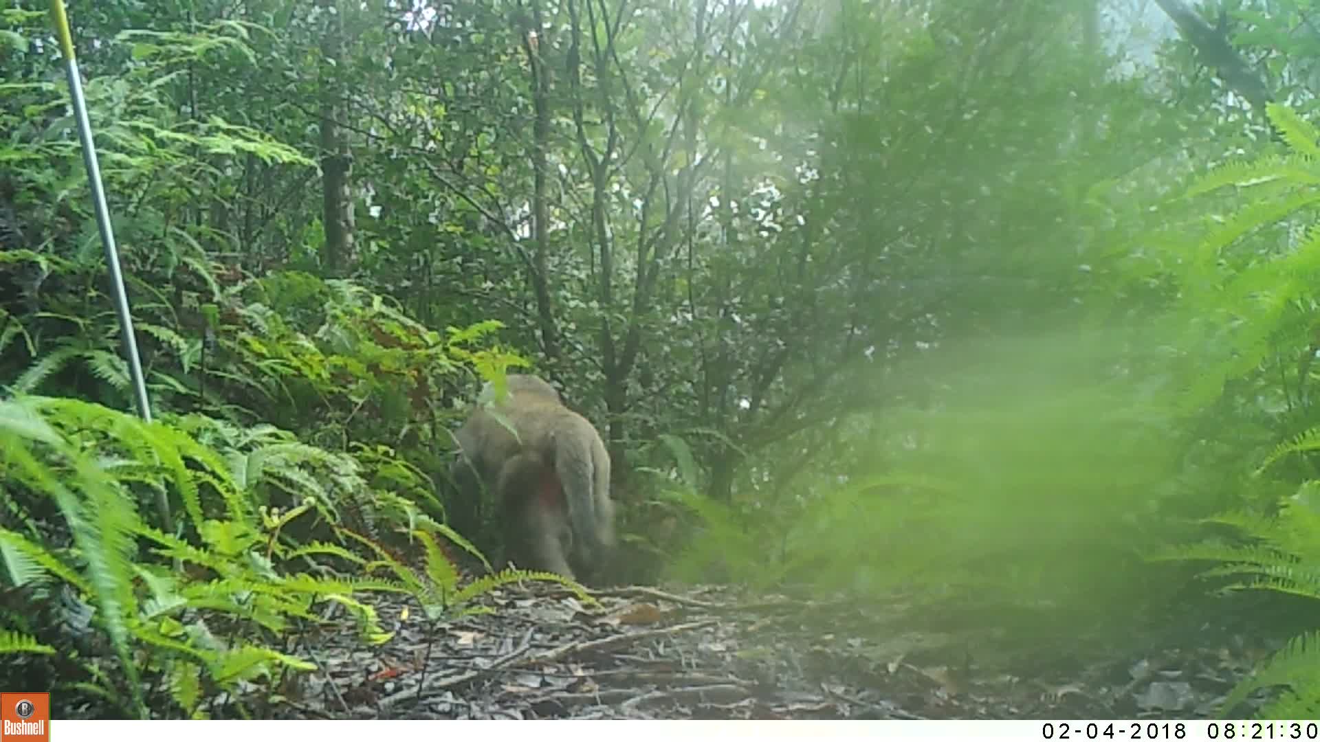 覓食