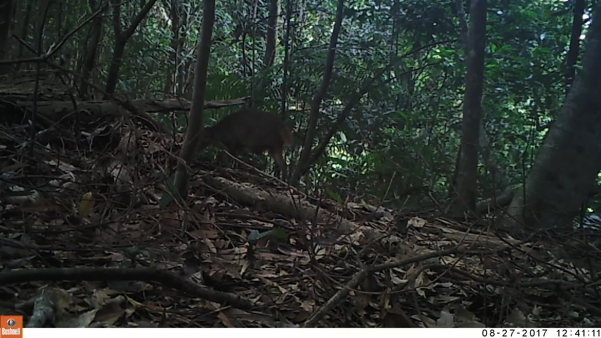 覓食