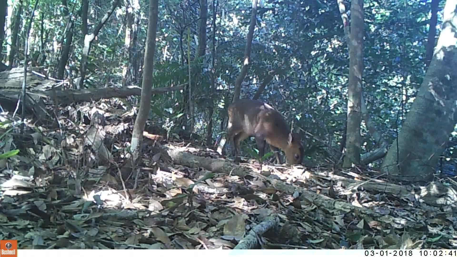 覓食