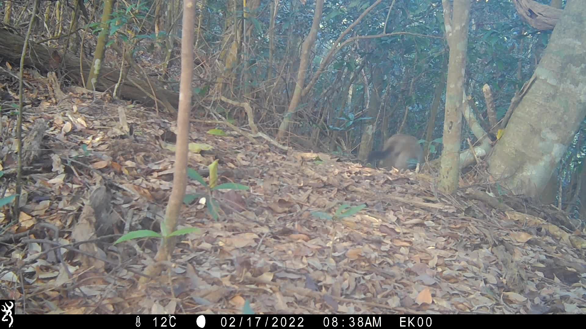 覓食
