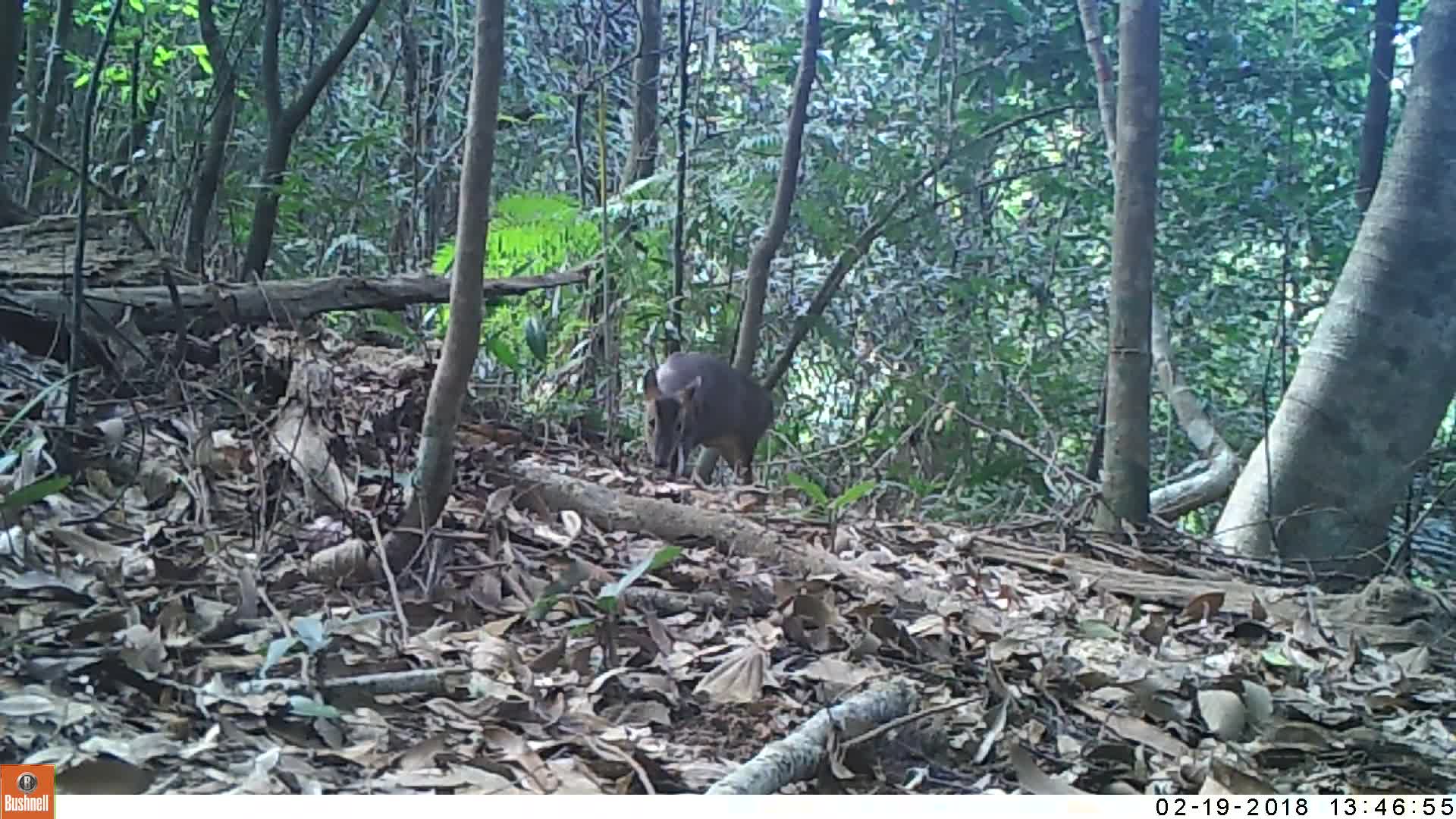 覓食