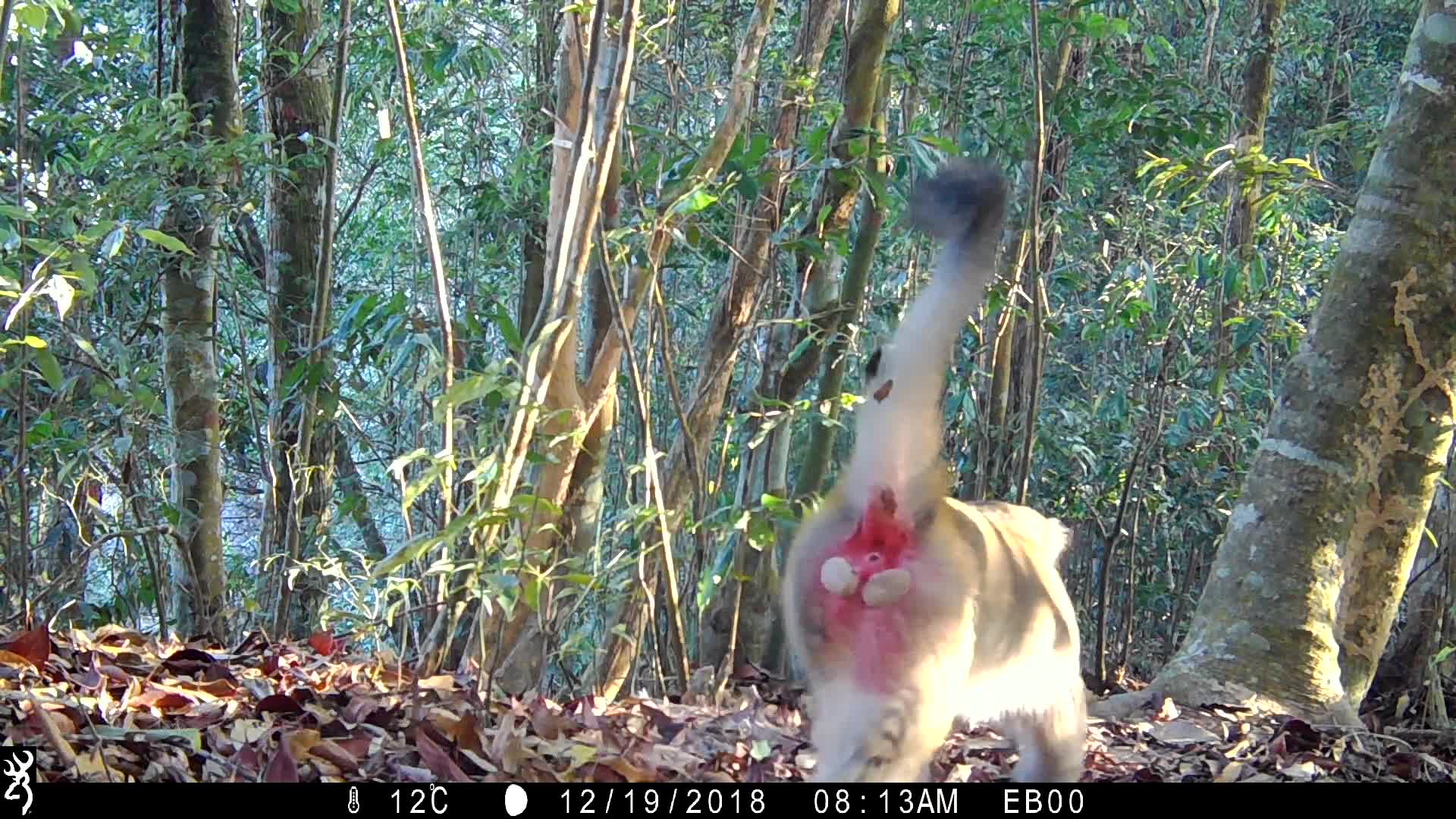 覓食