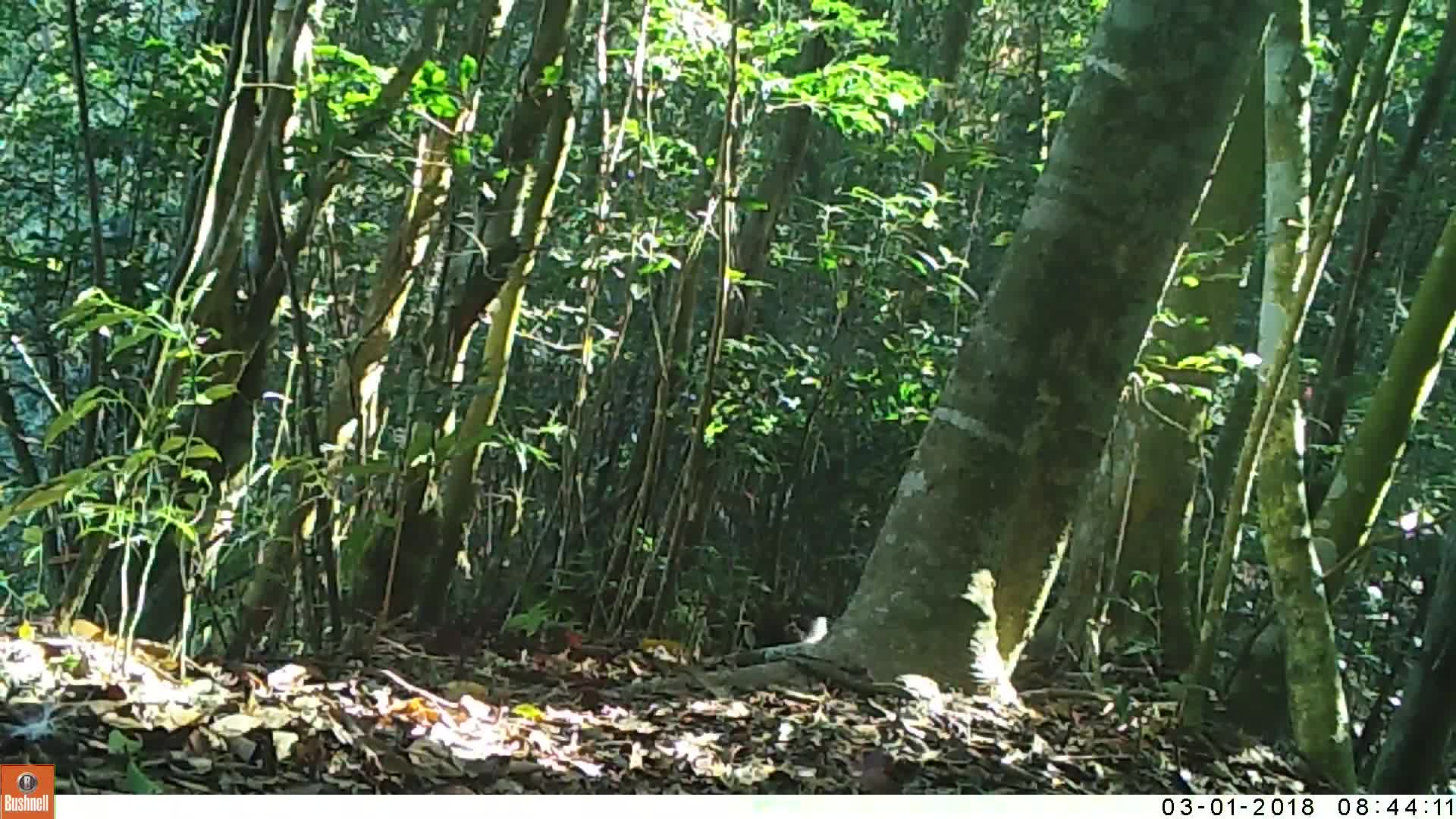 覓食