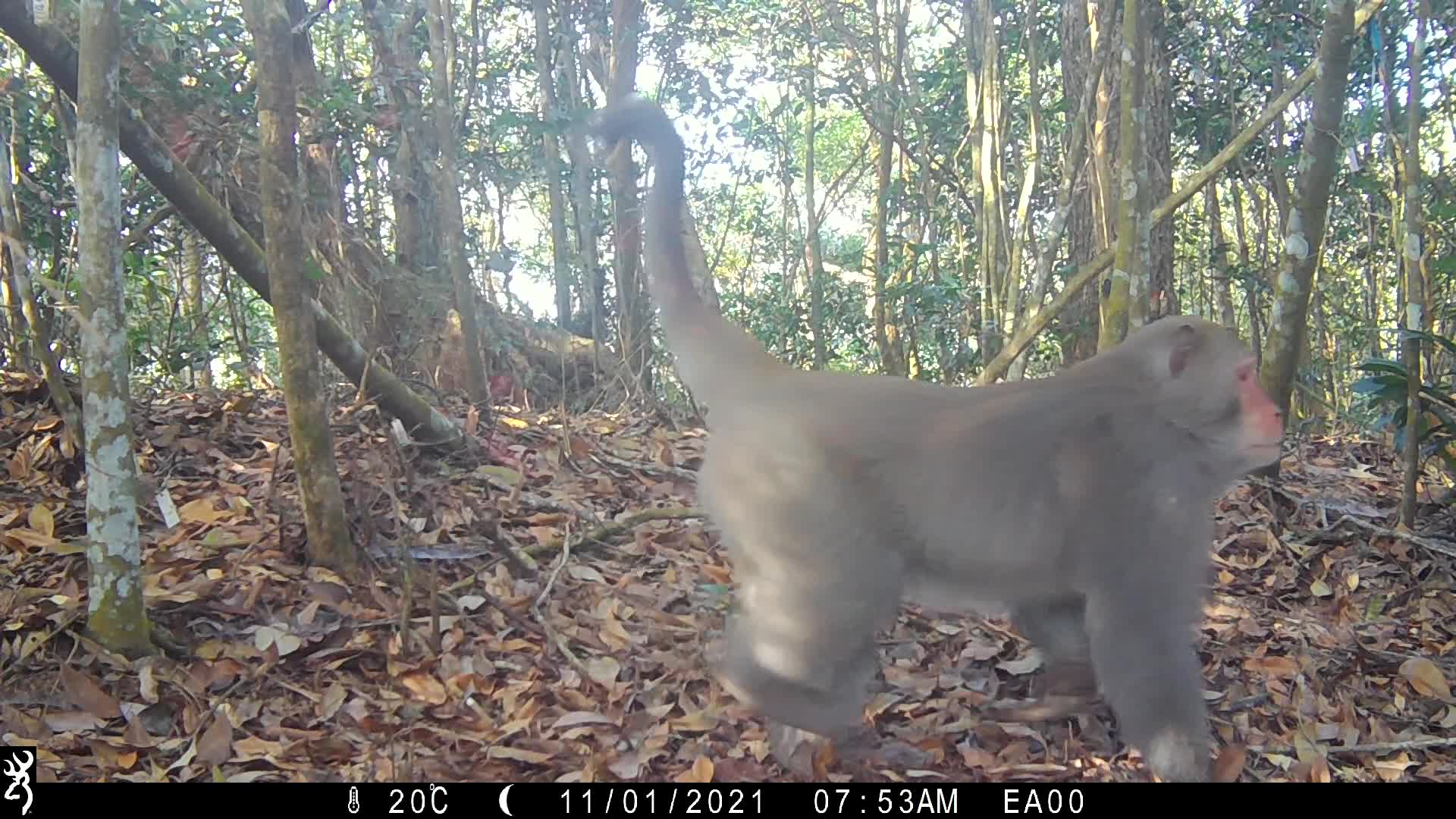 覓食