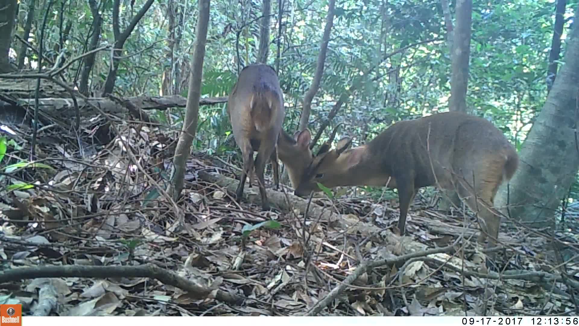 覓食