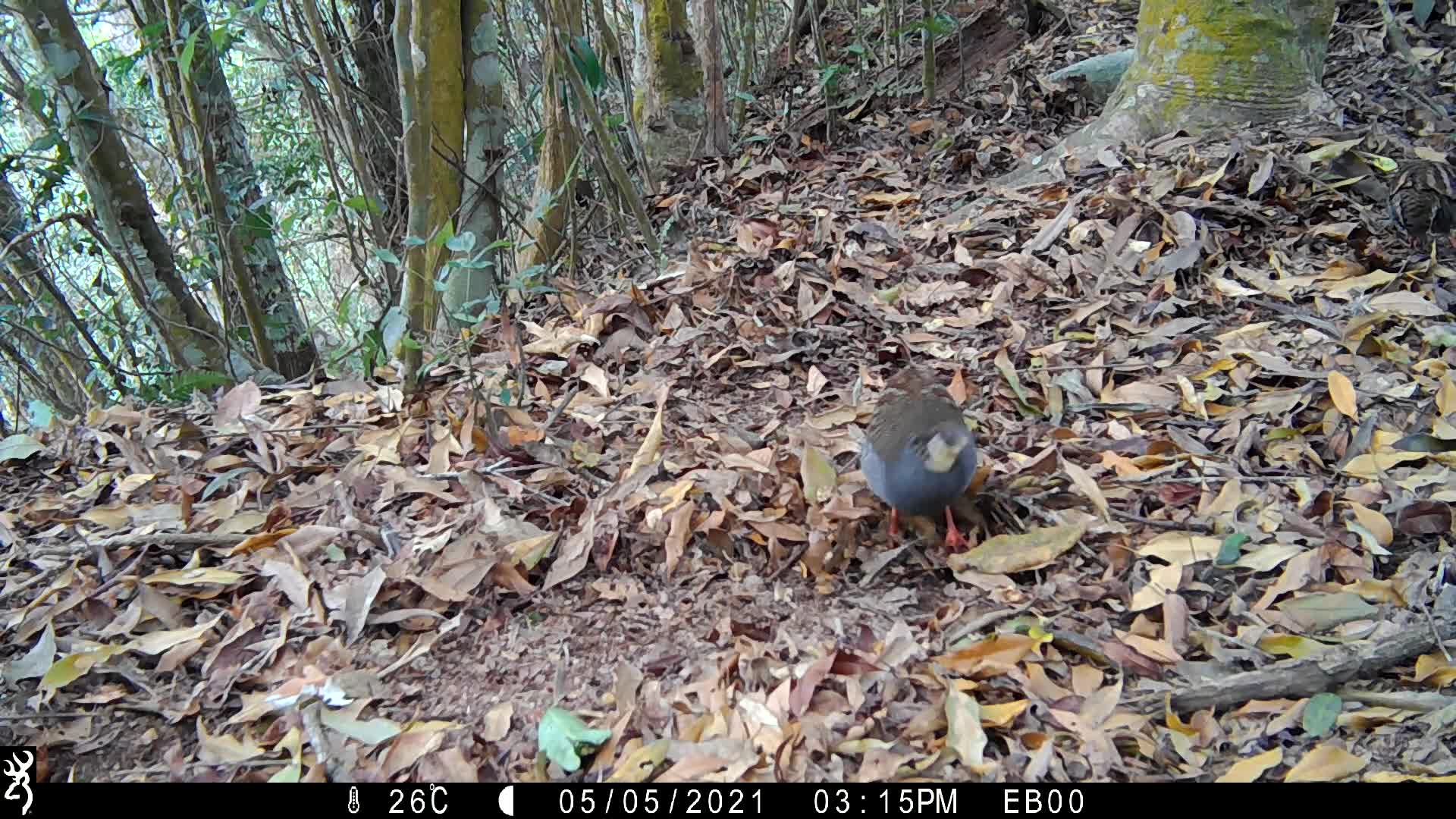覓食
