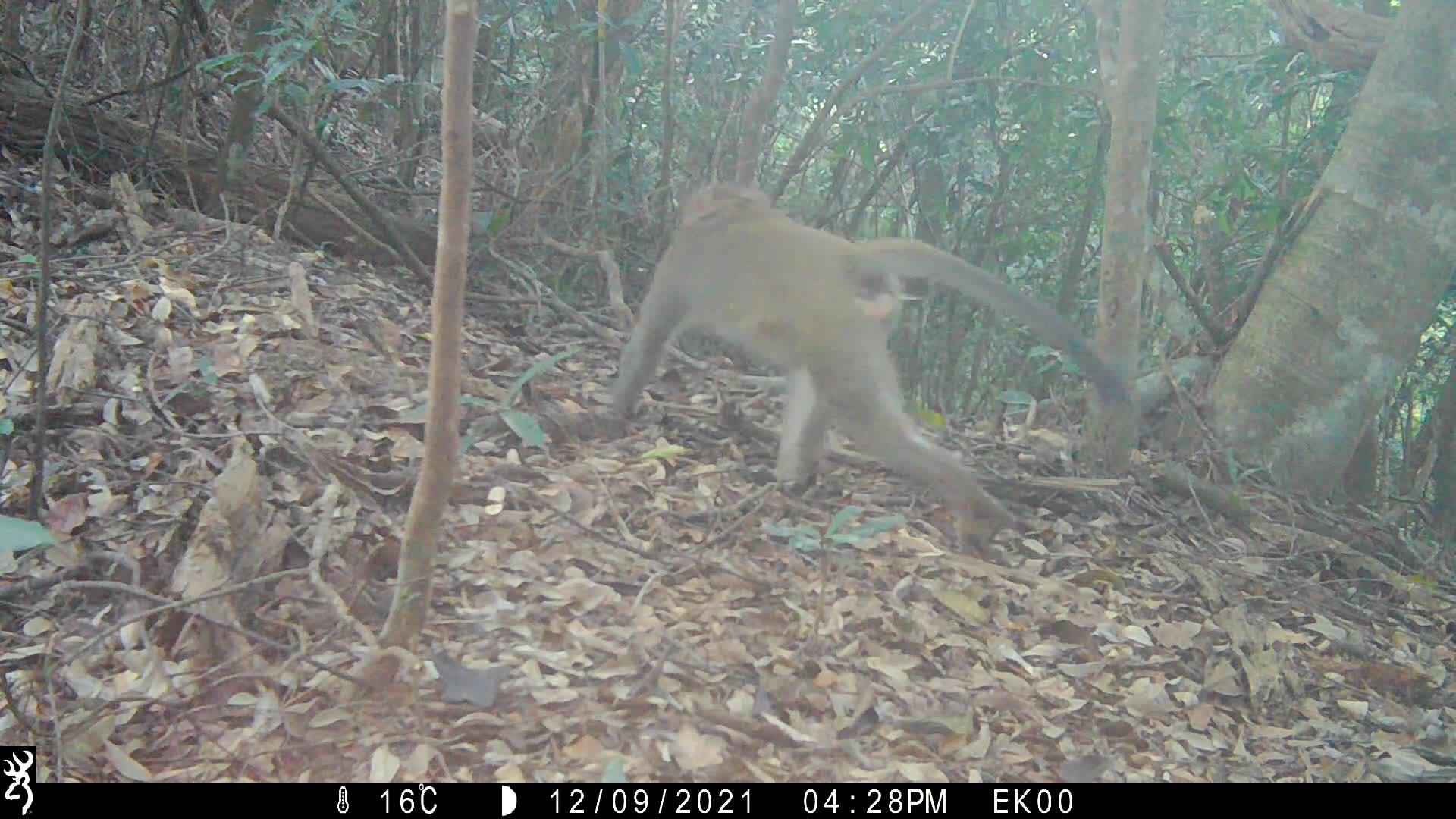 覓食