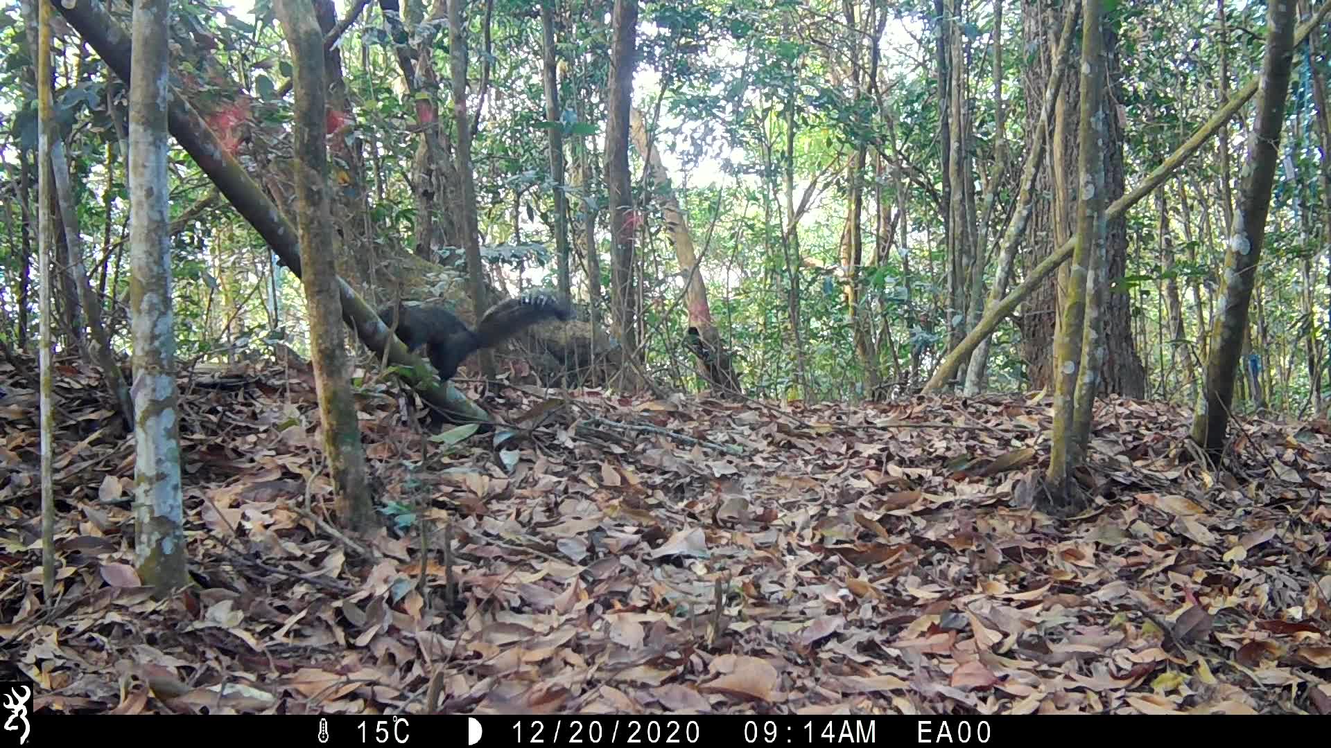 覓食