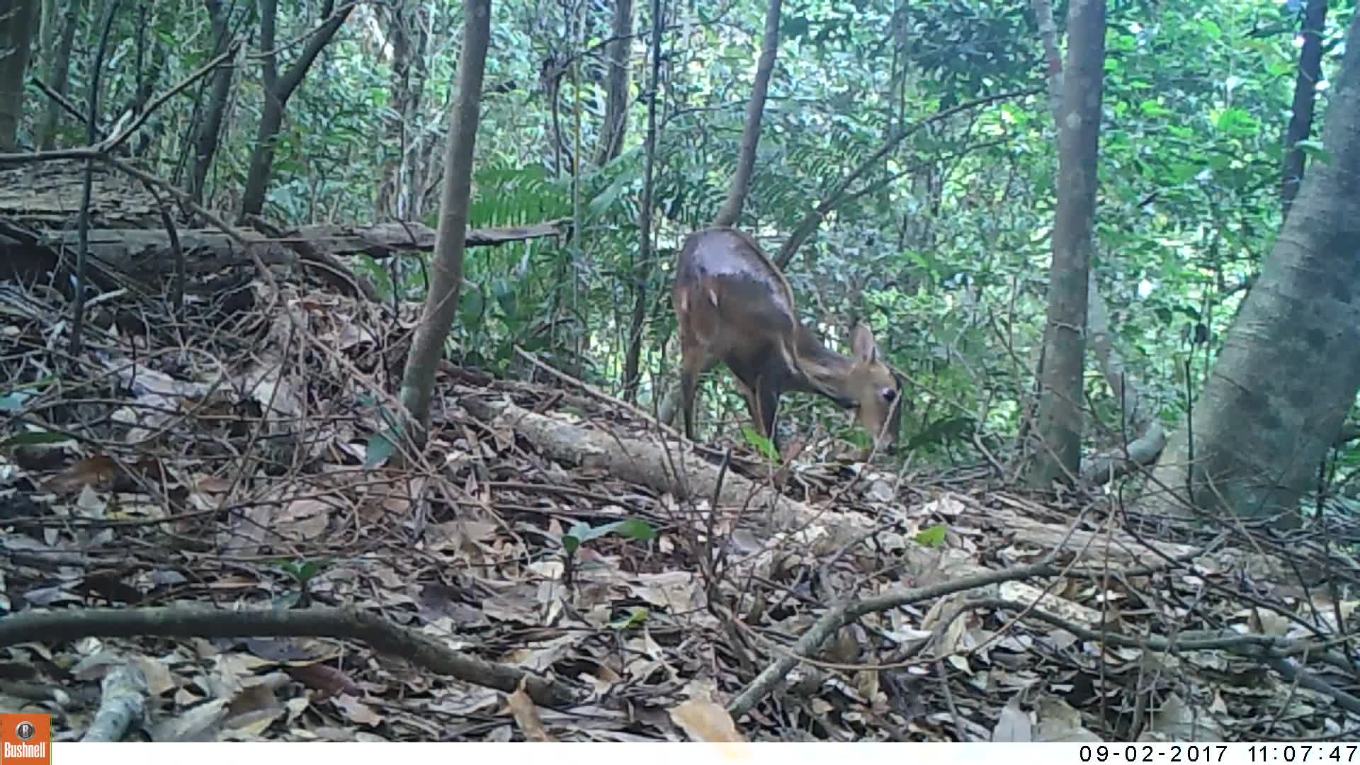 覓食