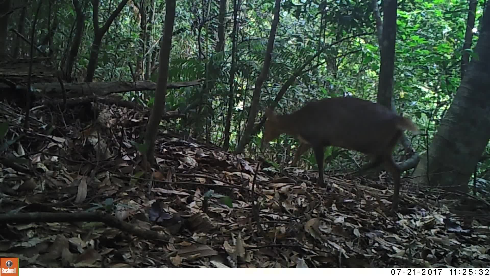 覓食