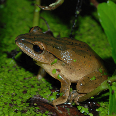 /frog/212134754樹蛙科-布氏樹蛙-1.JPG