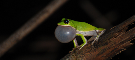 /frog/306144401樹蛙科-諸羅樹蛙.jpg